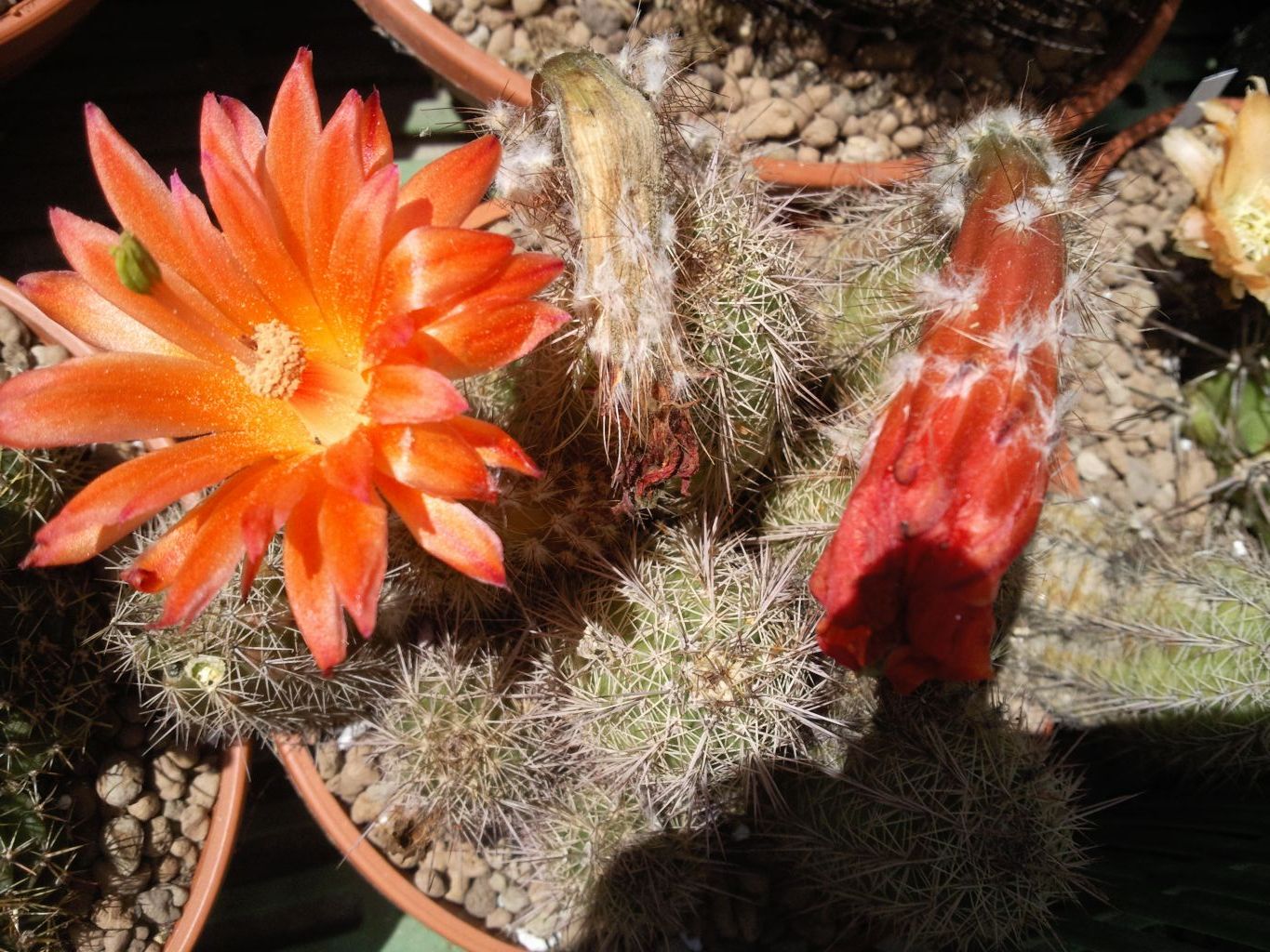 Cereus sp.